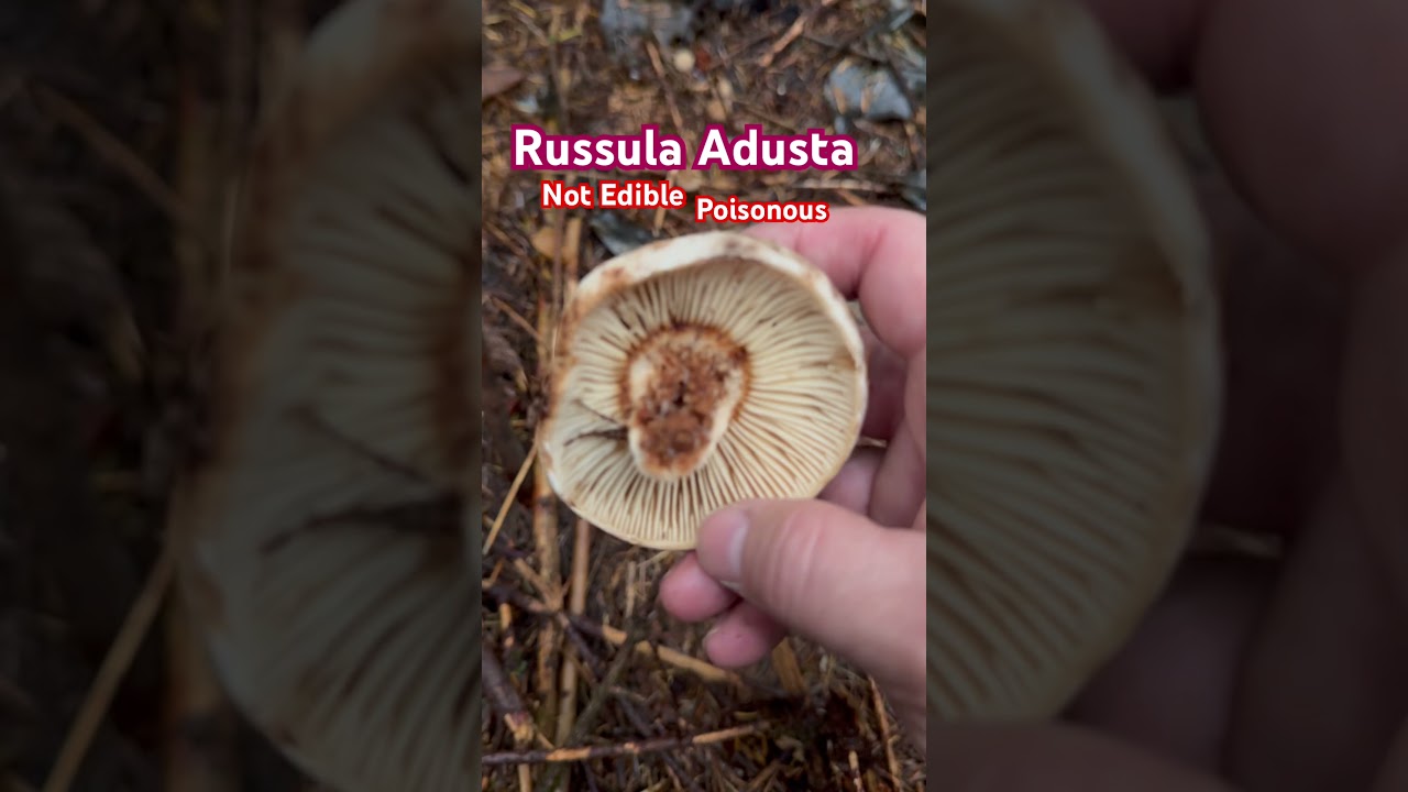 Russula Adusta