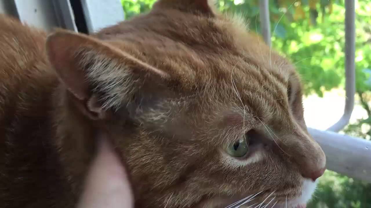 宇宙猫兄弟 新居になじみだす Youtube
