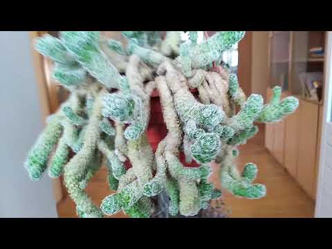 Комнатные цветы на