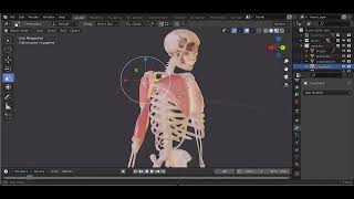 How to sculpt deltoid 3D- helps drawing figures- from new course