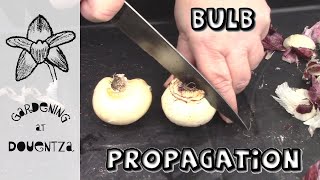 Chipping Hyacinth, Nerine, Allium, Iris, Hippeastrum, Fritellaria, Daffodil || Bulb Propagation