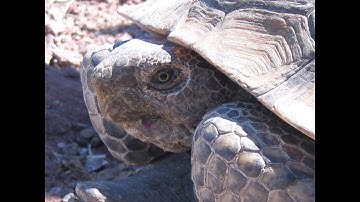 Desert Tortoise Rescue