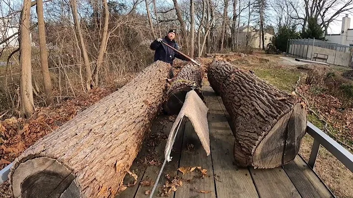 Loading  Black Walnut logs on a trailer Urban Logging