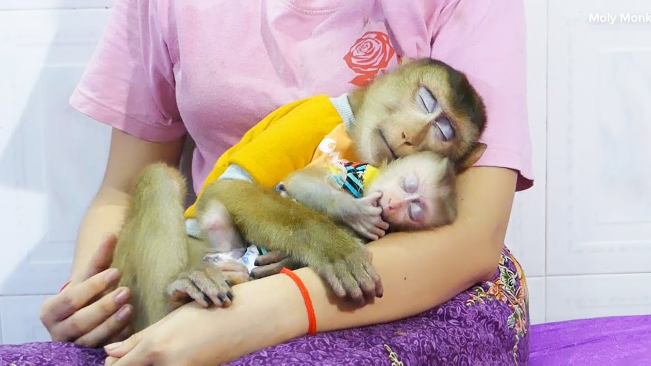 Mr. Dodoo Cuddle Zuji Sleeping Very Comfort & Peacefully, Dodoo Very Warm And Sweet When Cuddle Mom