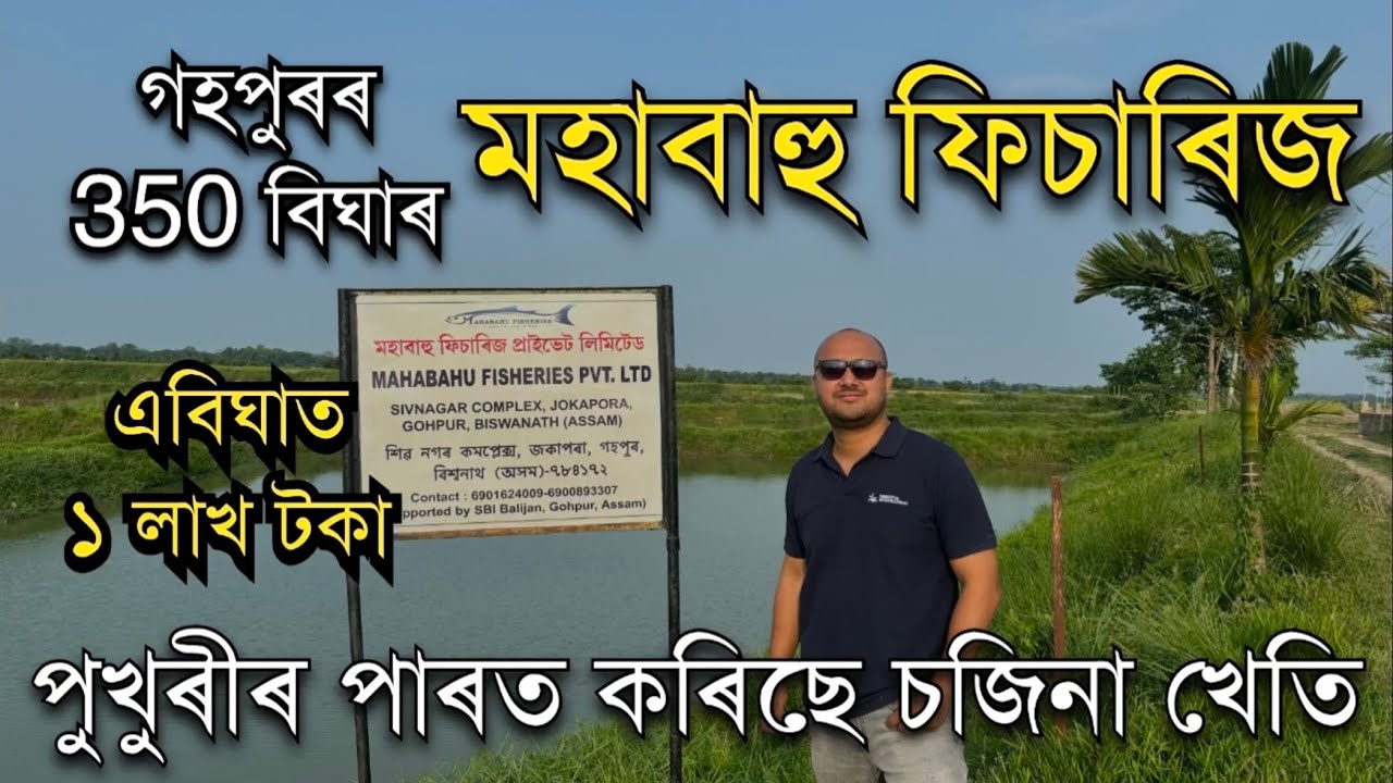 350 বিঘাৰ গহপুৰৰ মহাবাহু ফিচাৰিজ।Mahabahu Fisheries ॥Big Fish Farm in Assam। Moringa farm in Assam।