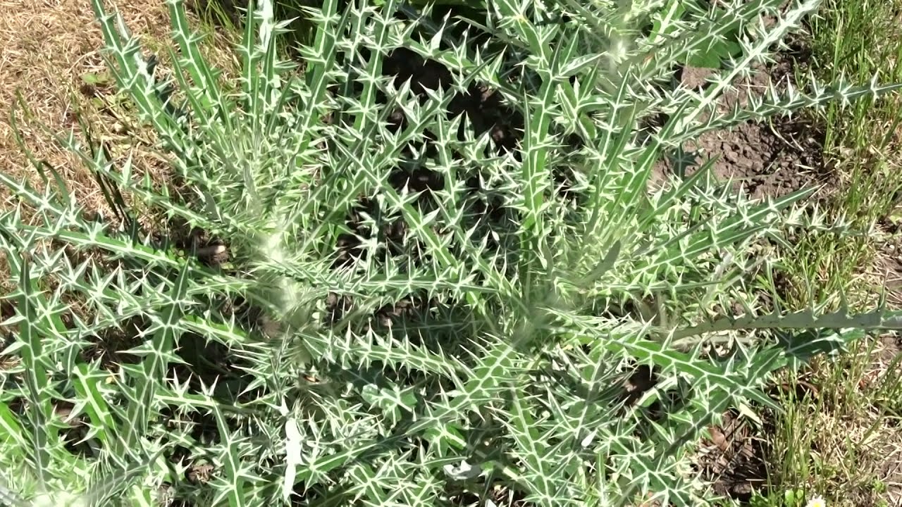 Ptilostemon afer (Jacq.) Greuter