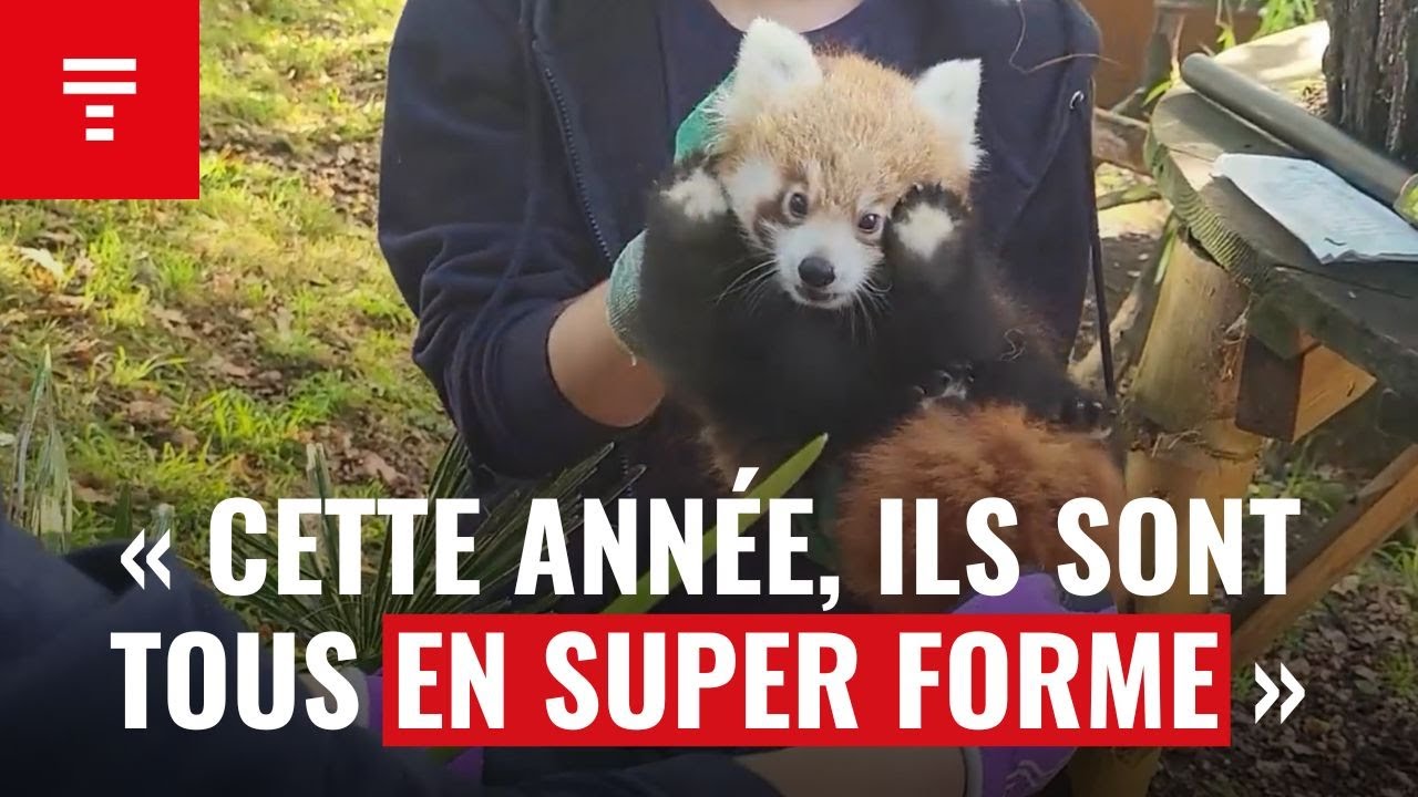 Les bébés pandas roux des Terres de Nataé ont passé leur première ...