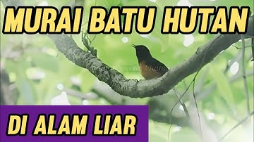 MURAI Batu HUTAN DI ALAM LIAR !! Untuk terapi Murai Batu Bengong Jadi Bunyi !!