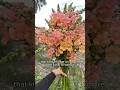 Snapdragon flower planting season is now