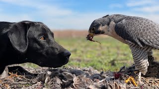 Why Isn't This Dog Attacking This Falcon?