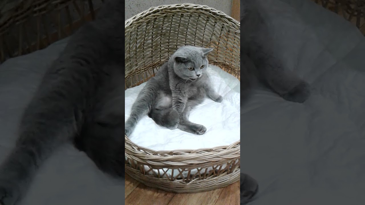 Предвестники родов кошек