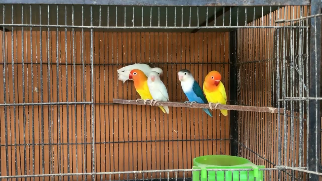 Produce Albino Fishri From Cheap Pairing