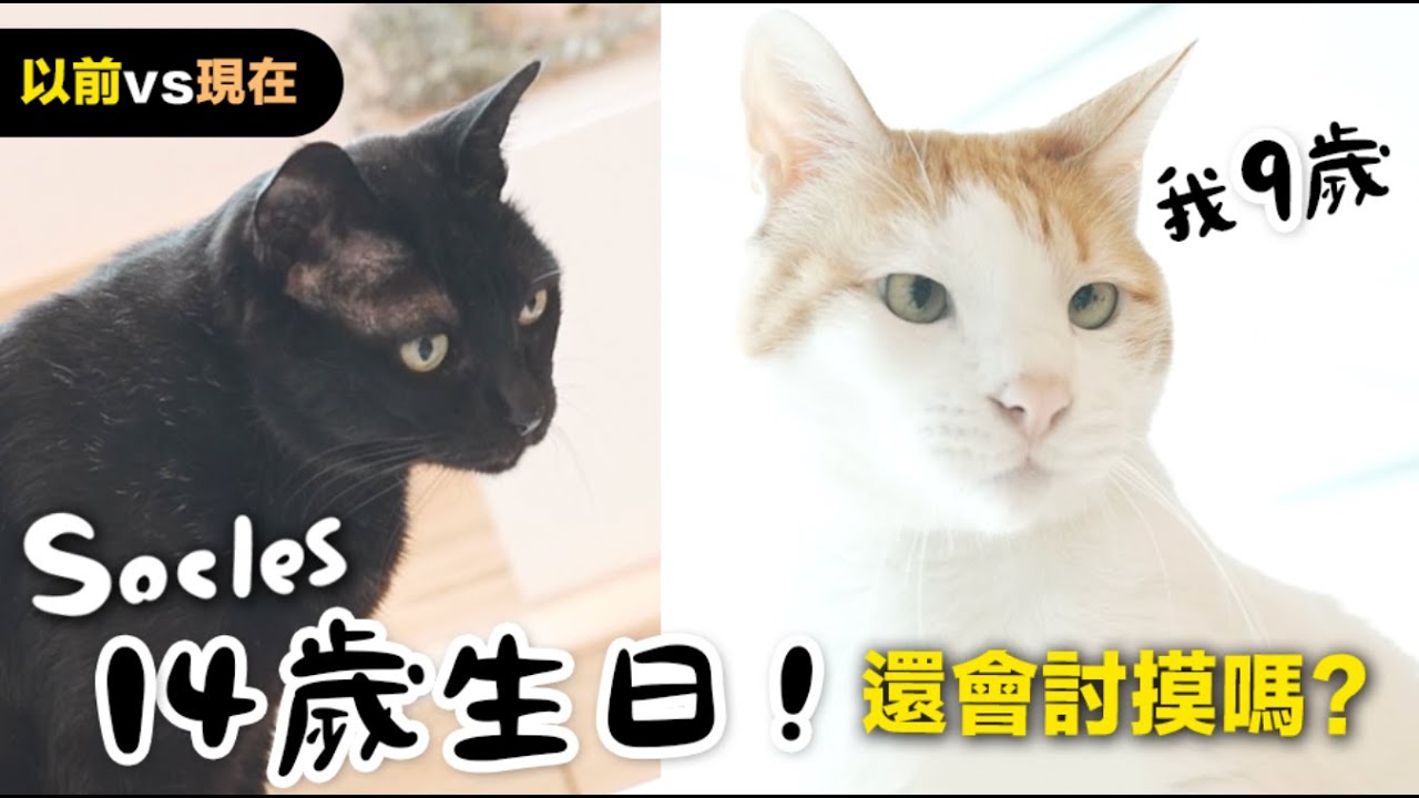 【黃阿瑪的後宮生活】Socles14歲啦！還會討摸嗎？以前vs現在｜四月份壽星！Socles+浣腸