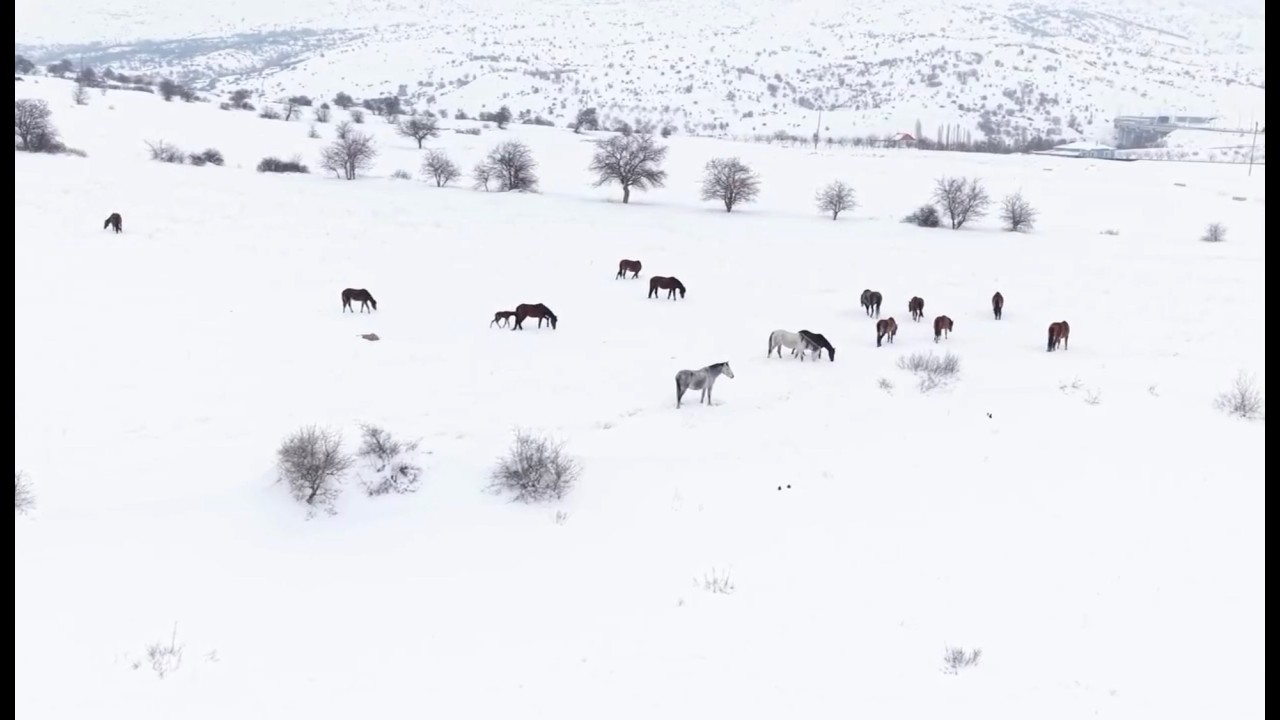 Yılkı Atları İçin Yemleme Seferberliği