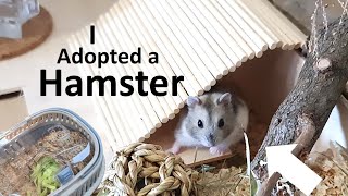 Meet my hamster! 🐹 Yes, I got a cute little hamster!!!✨ 💘 by MyCuteHamster 376 views 9 months ago 2 minutes, 52 seconds