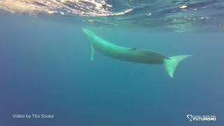 BLUE WHALE FILMED IN AZORES | Futurismo Blue Whales In The Azores