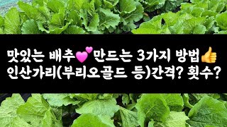 맛있는 배추💕 만드는 3가지 방법👍 인산가리(부리오골드 등) 간격? 횟수?