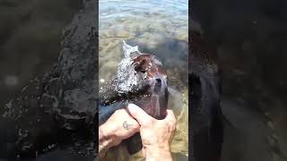 Catching A GIANT SQUID Bare Hands #shorts