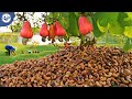 Harvesting millions of cashew nuts for processing  mega food factory