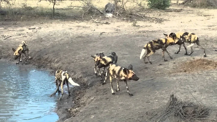 Wild African Dogs in Sabi Sand Game Reserve