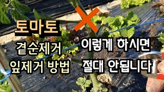 토마토 곁순과 잎제거 방법, 이런 방법은 절대 안됩니다