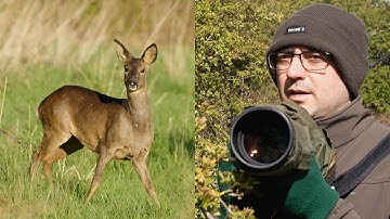 Wildlife Photography: Photographing Roe Deer - Part 2 (Fieldcraft & Techniques)