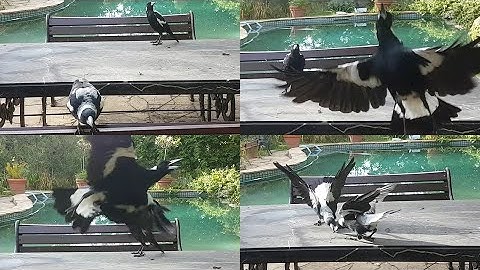 Magpies play 10 out of 10 catching game keepings off version! Chook joins in too! (sound on)