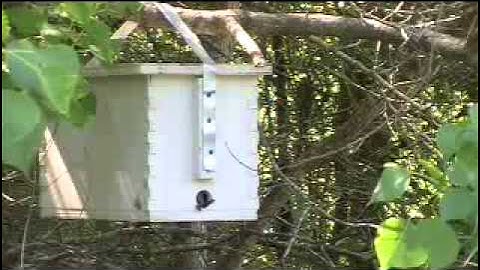 Mr. Ed gets 3 out of 5 with his swarm traps