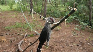 Creative Amazing Bird Trap to Catch Bird in the Forest Work Very Well