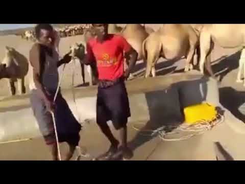Heesta geela lagu waraabiyo Somali camel watering song