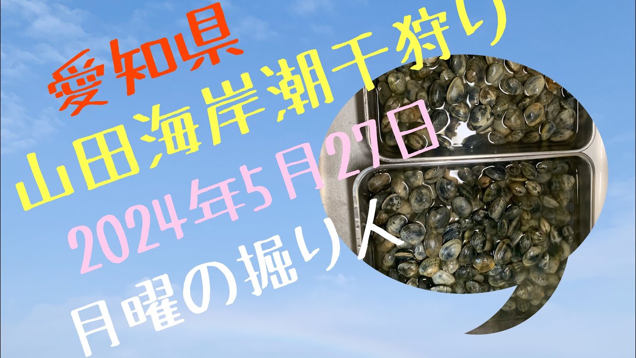 5月末なのに絶好調！山田海岸潮干狩り『３０分で終了』2024年5月27日