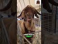 Goat Selfie Fails! Hilarious Farm Animals