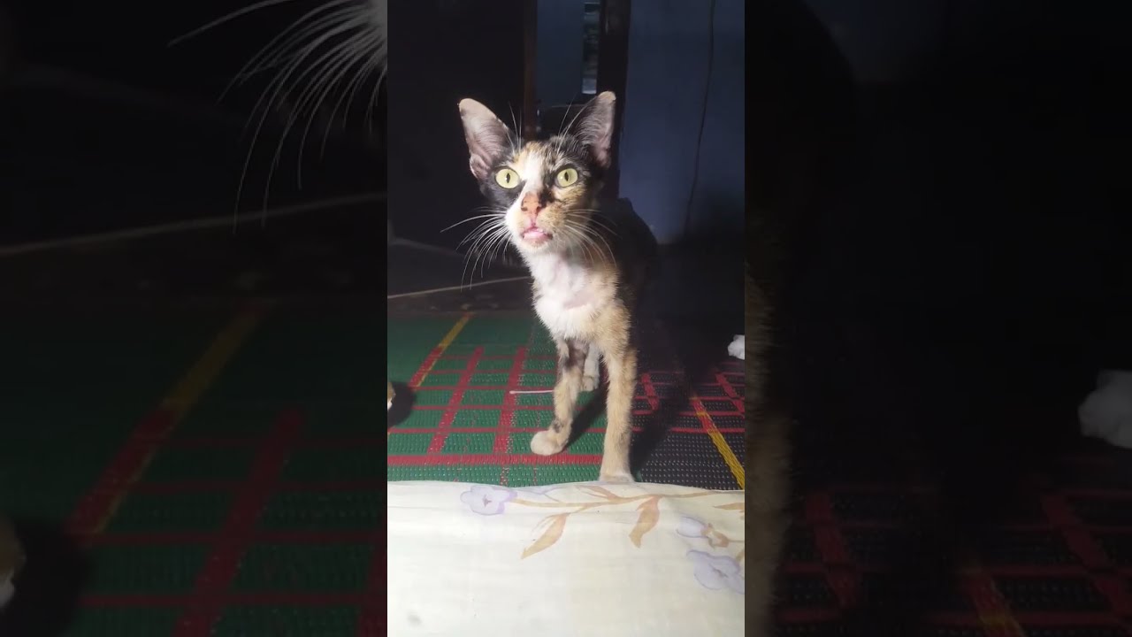 A Mother Cat Calling For Her Kittens Shorts