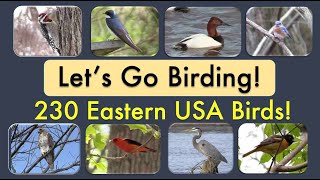 Learn over 230 Eastern United States Birds!