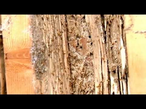 Active FORMOSAN Termites