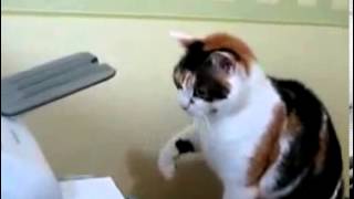 Кот убивает принтер