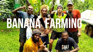 Banana Farming for 2nd Year Visa in Australia - Innisfail, Queensland