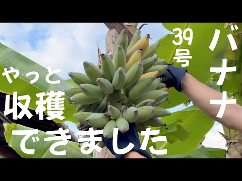令和7年7月31日39号バナナ収穫しました 鉢植え ドワーフナムワ - YouTube