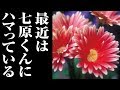 تحميل 人気youtuberの名言集 七原くん ヒカキン セイキン マホト ヒカル Mp3 Mp4 عبد واب