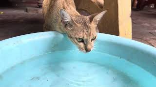 Cute cat drink water 🥰❤️❤️