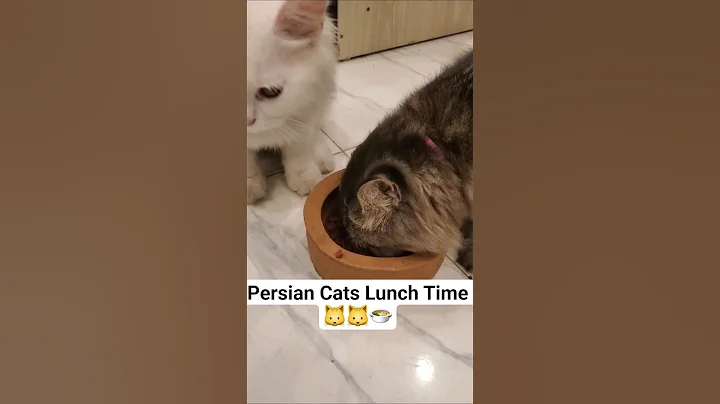 Watch the video about Two Persian Cats Enjoying Their Meal 🐱🐱🍲