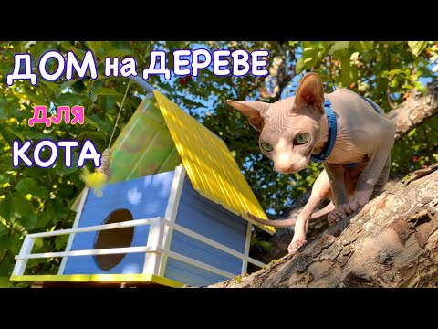 Построили ДОМ из ДОСОК на ДЕРЕВЕ для ЛЫСОГО Кота😻 Кот Миллион