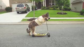 Weird and Clumsy Dogs that we love! - Funny Dogs being Weird