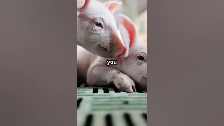 Amazing Pig Facts You Didn't Know! 🐷 Fun Animal Shorts