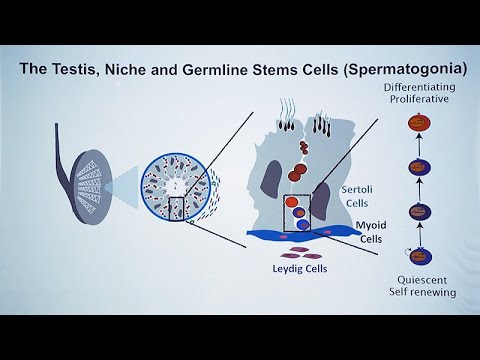 Video: L1TD1 - Käärsoolevähi Prognostiline Marker