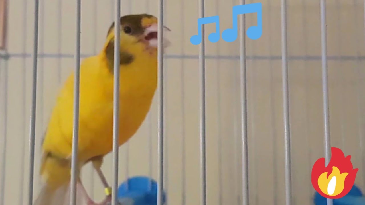 Picture of Canary Singing - Most Spectacular HD Video Training For Chicks#3 - YouTube