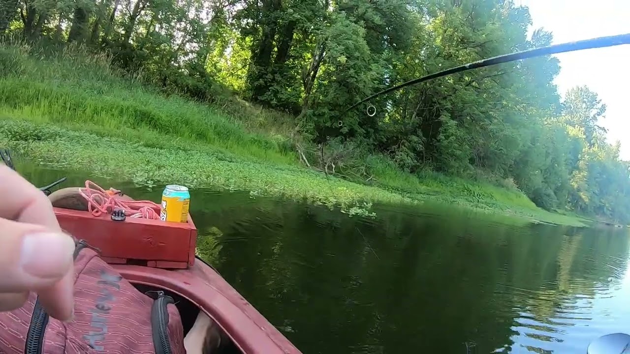 Catching [BASS] on A Willamette River Slough in Salem Oregon #bigfish #bassfishing #riverfishing