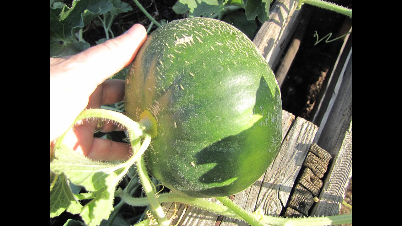 GROWING IN RAISED BEDS WITH NO SOIL - stages of vegetables progress