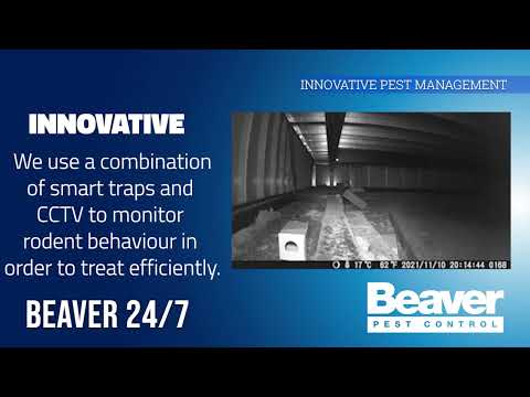 Beaver 24/7 Remote Rodent Monitoring | Beaver Pest Control London
