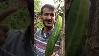 Ramço Fero Şu Gördüğün Hıyar Bu Şahsiyetin